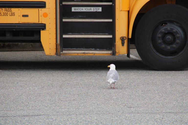 gull, school bus, enter-4355964.jpg
